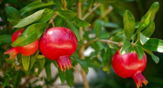 Decorative pomegranate: home care