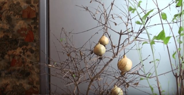 Decorative pomegranate: home care