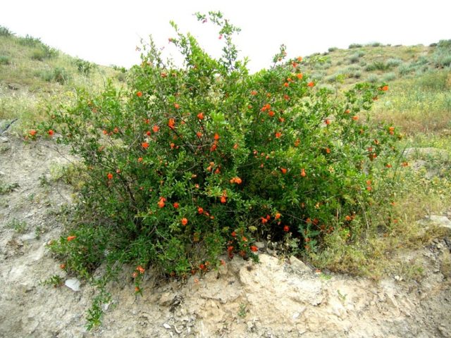 Decorative pomegranate: home care