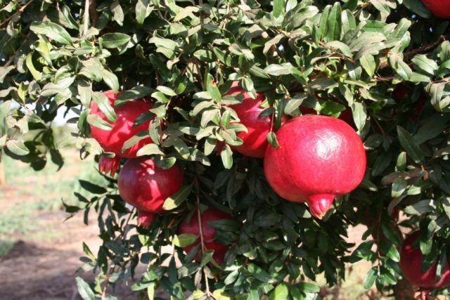 Decorative pomegranate: home care