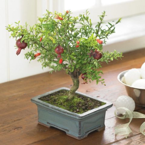 Decorative pomegranate: home care