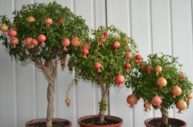 Decorative pomegranate: home care