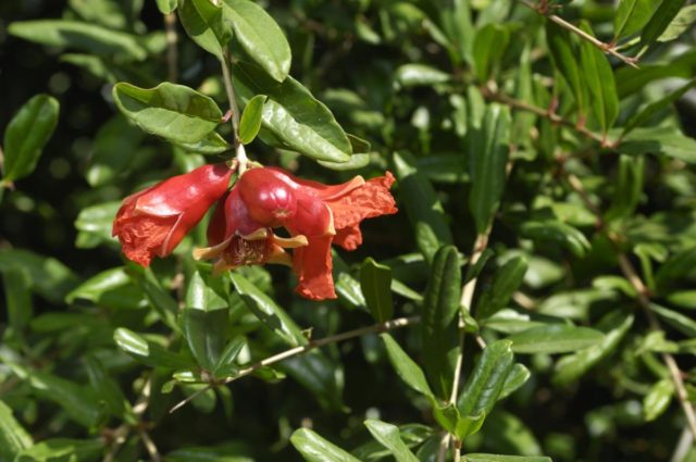 Decorative pomegranate: home care