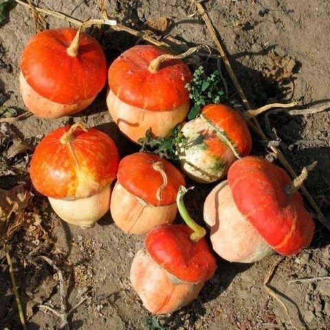 Decorative pumpkin Fungus (Little Red Riding Hood)