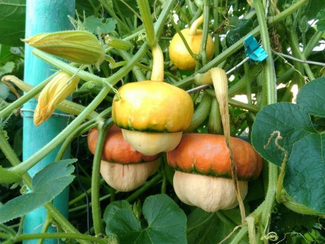 Decorative pumpkin Fungus (Little Red Riding Hood)