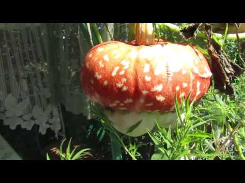 Decorative pumpkin Fungus (Little Red Riding Hood)