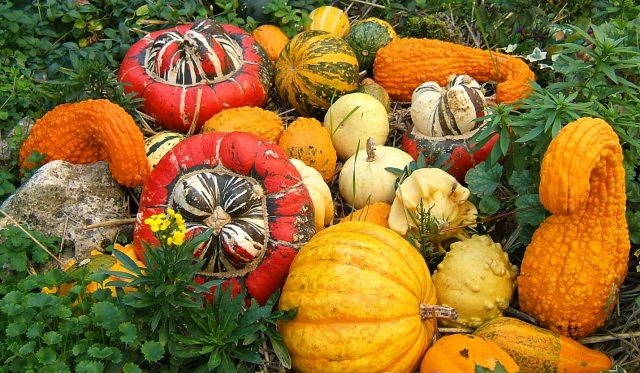 Decorative pumpkin: photos and names