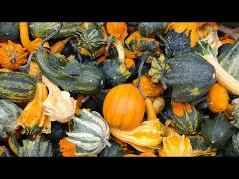 Decorative pumpkin: photos and names