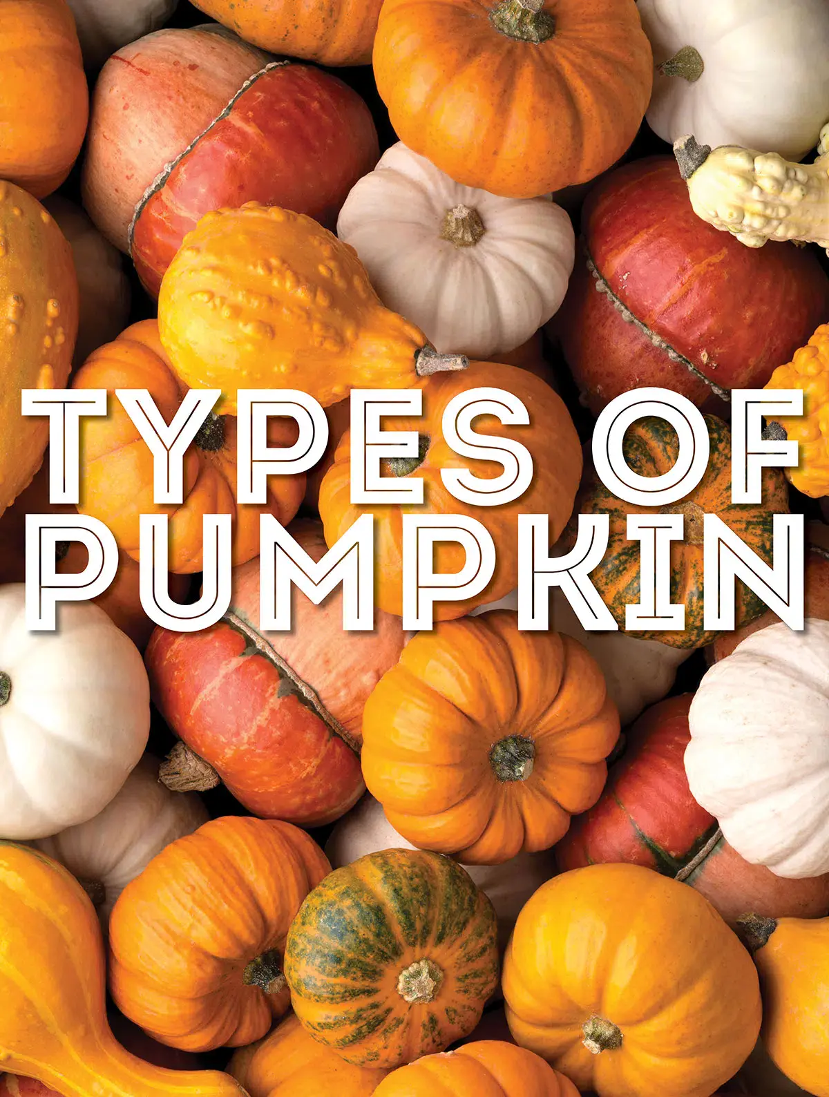 Decorative pumpkin: photos and names