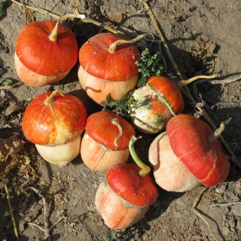 Decorative pumpkin Red (Turkish) turban: planting and care