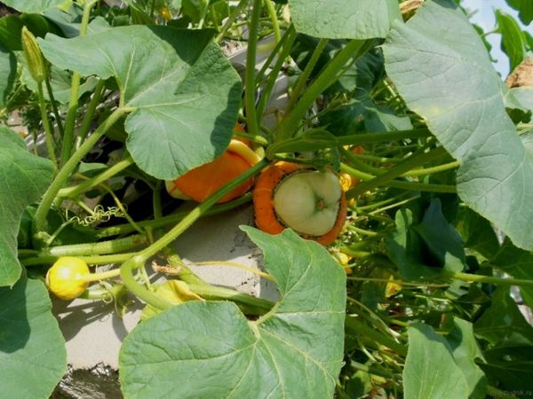 Decorative pumpkin Red (Turkish) turban: planting and care