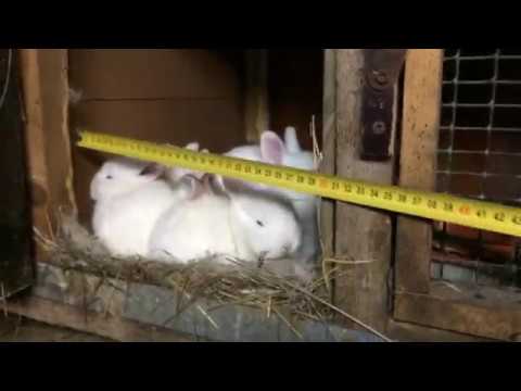 Decorative rabbits: care, feeding and maintenance