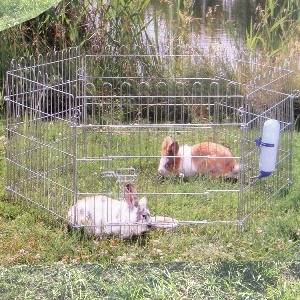 Decorative rabbits: care, feeding and maintenance