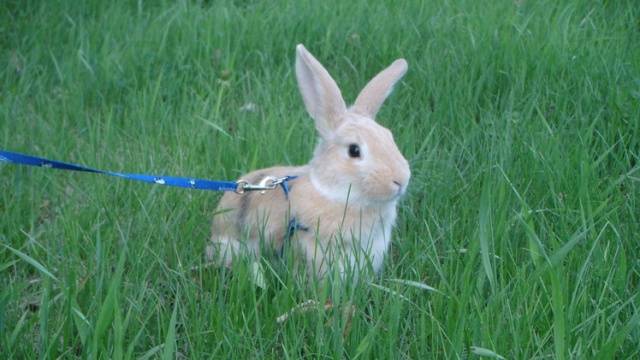 Decorative rabbits: care, feeding and maintenance