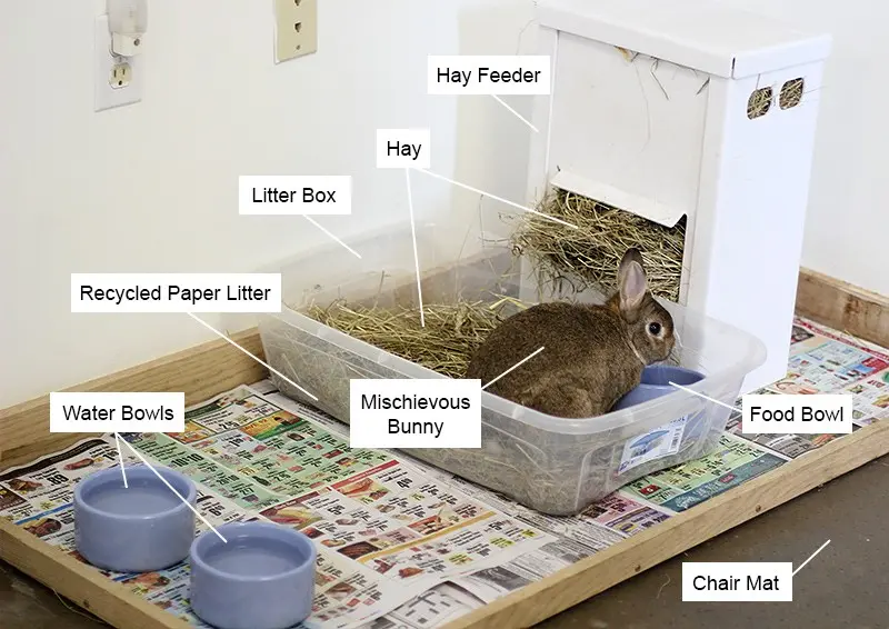 Decorative rabbits: care, feeding and maintenance