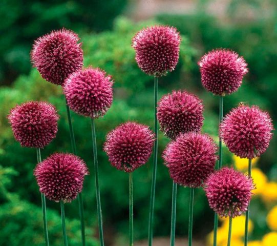 Decorative round-headed bow (allium): photo, planting and care