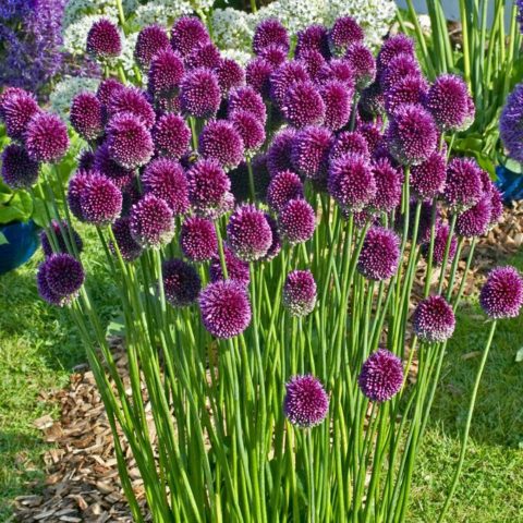 Decorative round-headed bow (allium): photo, planting and care