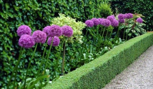 Decorative round-headed bow (allium): photo, planting and care