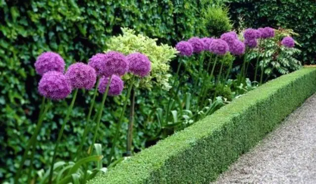 Decorative round-headed bow (allium): photo, planting and care