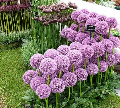 Decorative round-headed bow (allium): photo, planting and care