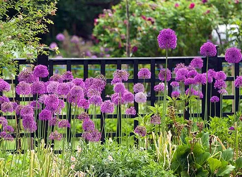 Decorative round-headed bow (allium): photo, planting and care