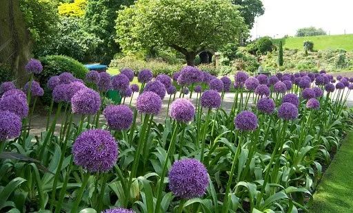 Decorative round-headed bow (allium): photo, planting and care