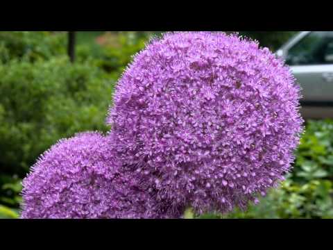 Decorative round-headed bow (allium): photo, planting and care