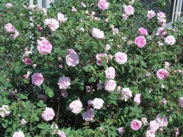 Decorative wild rose: description and photo, varieties, planting and care