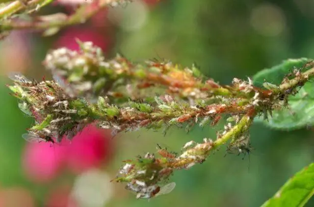 Decorative wild rose: description and photo, varieties, planting and care