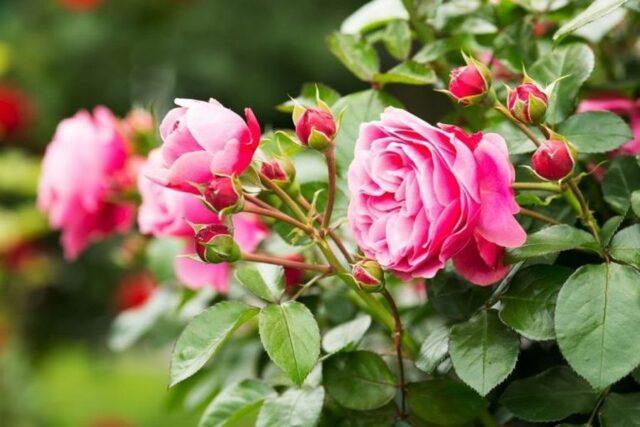 Decorative wild rose: description and photo, varieties, planting and care