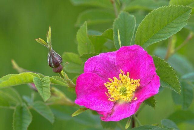 Decorative wild rose: description and photo, varieties, planting and care