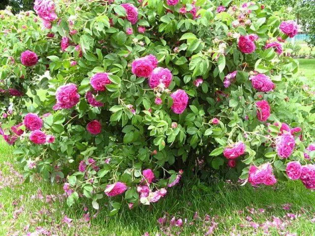 Decorative wild rose: description and photo, varieties, planting and care