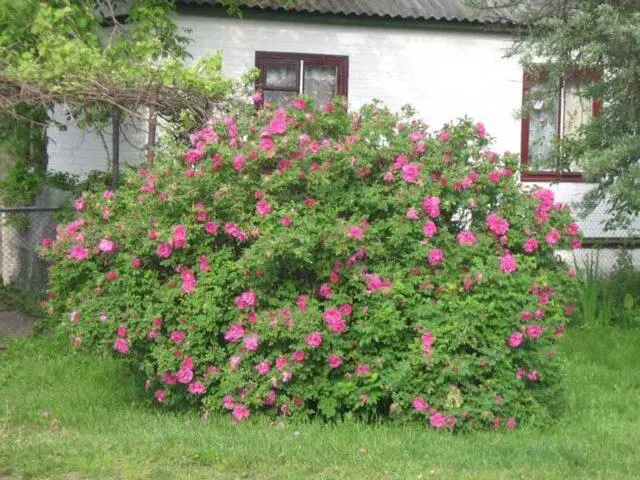 Decorative wild rose: description and photo, varieties, planting and care