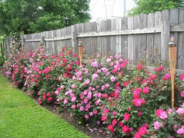 Decorative wild rose: description and photo, varieties, planting and care