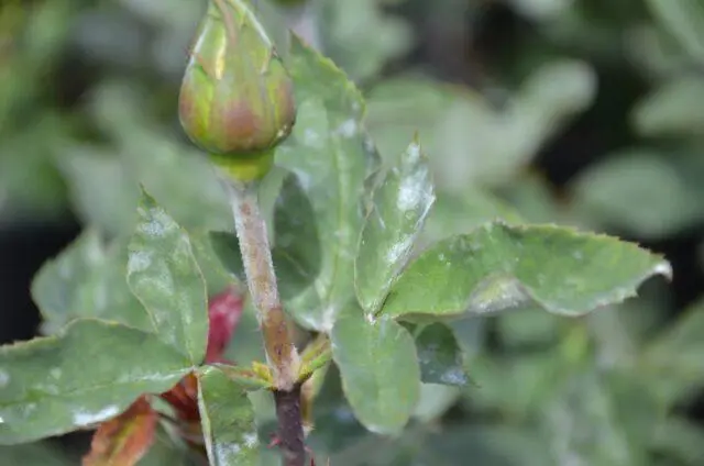 Decorative wild rose: description and photo, varieties, planting and care