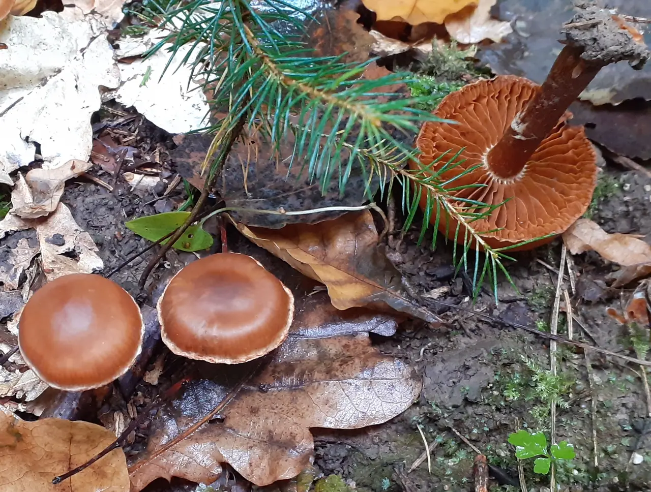 Deer cobweb (Cortinarius hinnuleus) photo and description