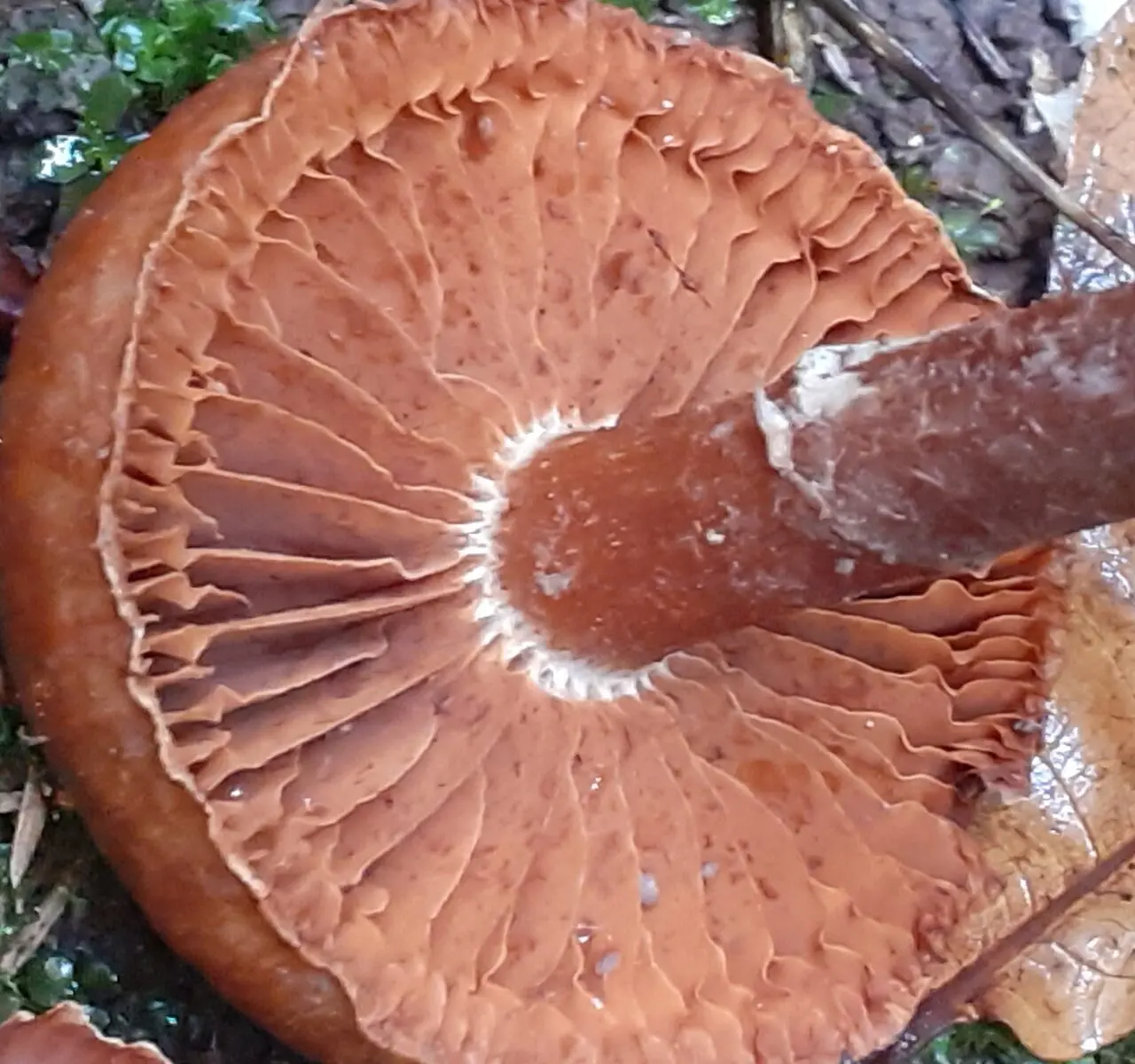 Deer cobweb (Cortinarius hinnuleus) photo and description