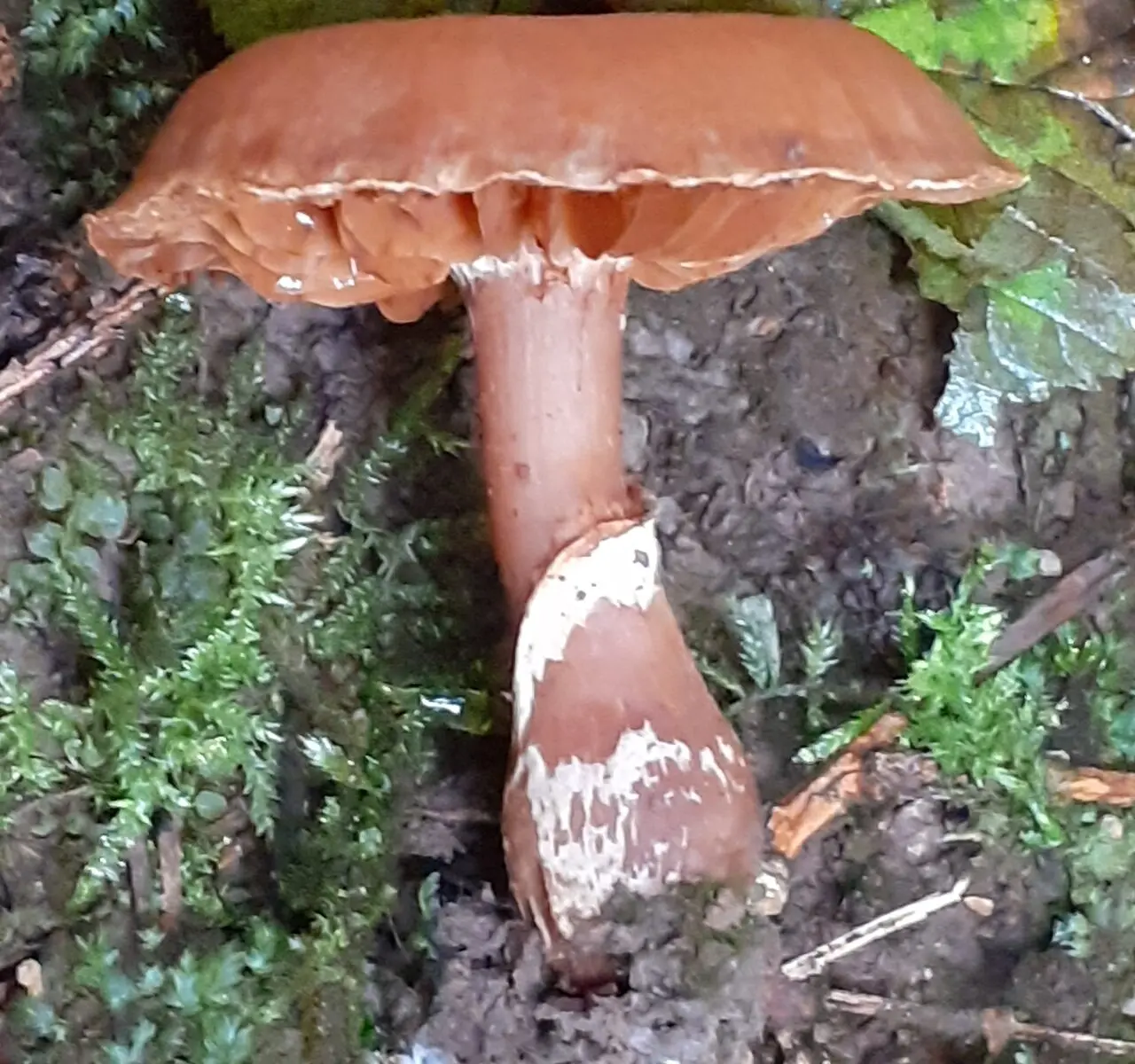 Deer cobweb (Cortinarius hinnuleus) photo and description