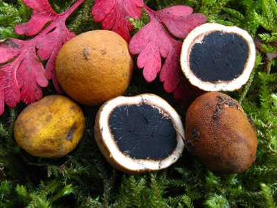 Deer truffle (Elaphomyces granulatus) photo and description