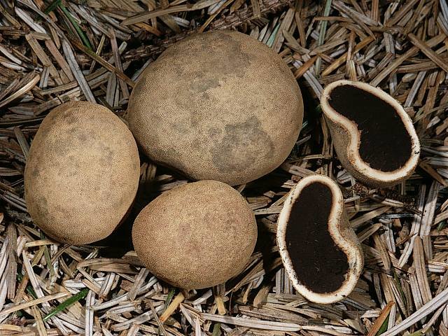 Deer truffle (Elaphomyces granulatus) photo and description