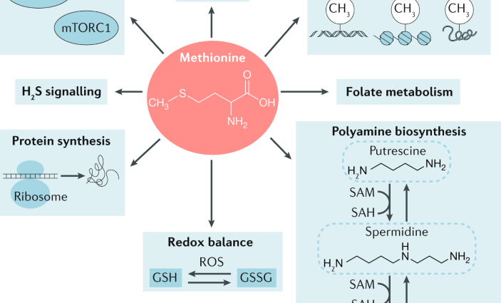 Deficiency and excess of methionine in the body. What is the importance of methionine in the diet?