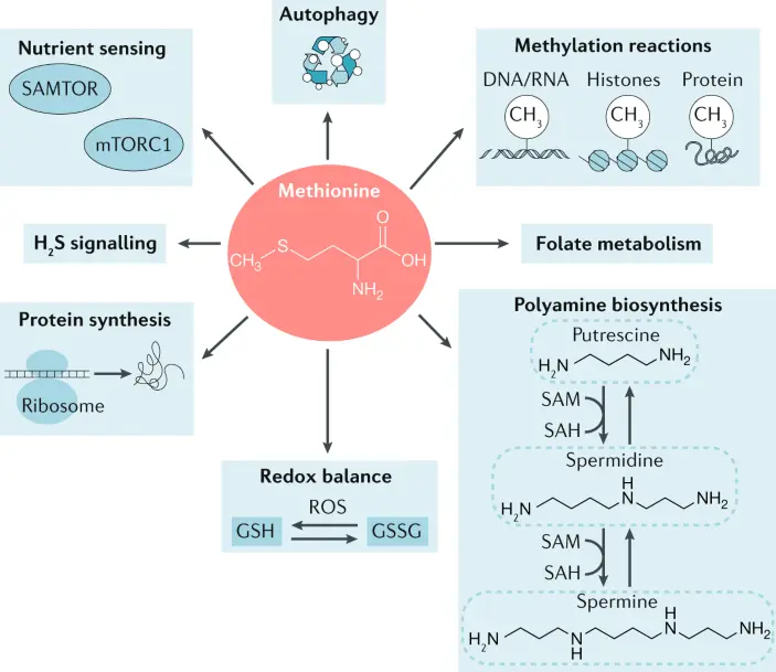 Deficiency and excess of methionine in the body. What is the importance of methionine in the diet?