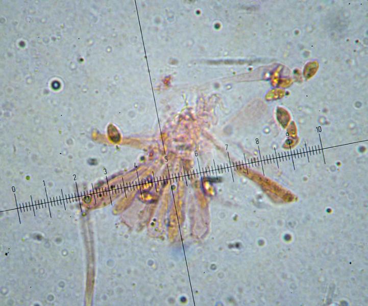 Delicatula small (Delicatula integrella) photo and description