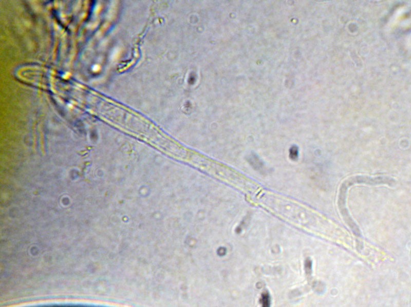 Delicatula small (Delicatula integrella) photo and description