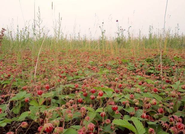 Delicious field strawberry jam