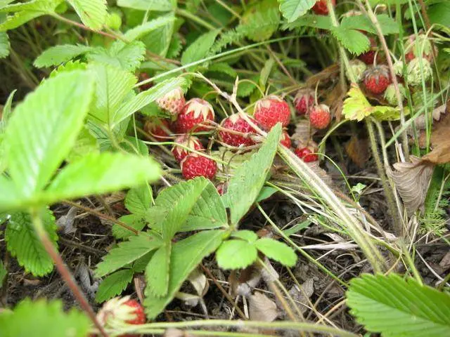 Delicious field strawberry jam