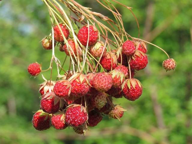 Delicious field strawberry jam