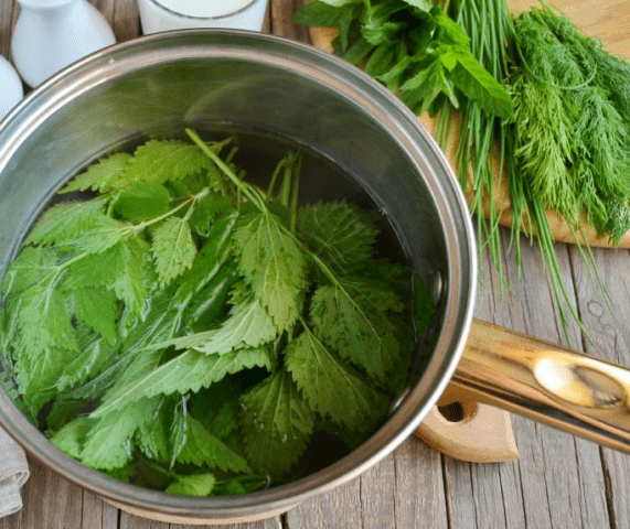 Delicious nettle recipes