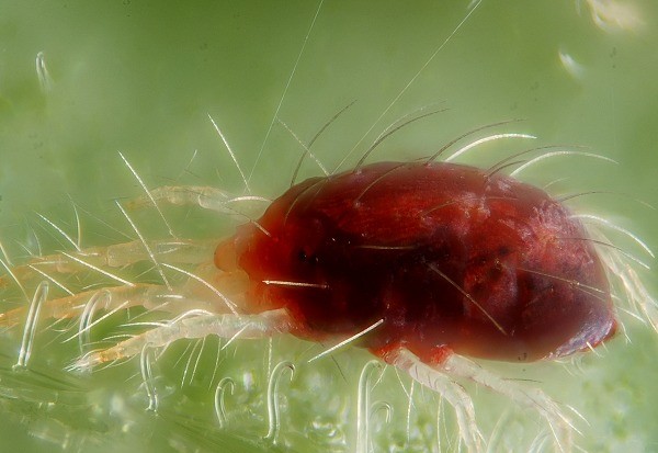 Delphinium: pests and diseases