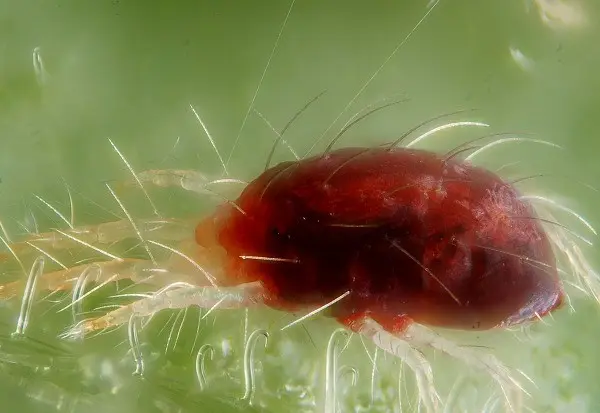 Delphinium: pests and diseases